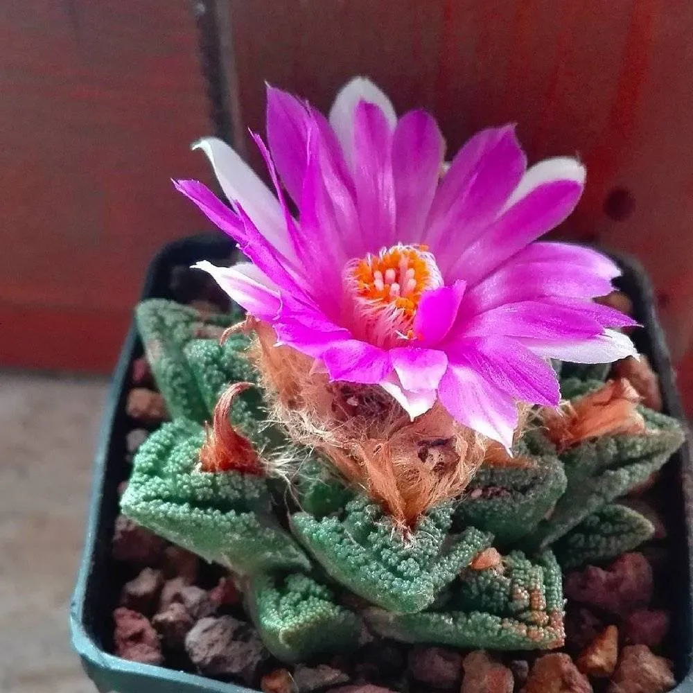 Ariocarpus bravoanus