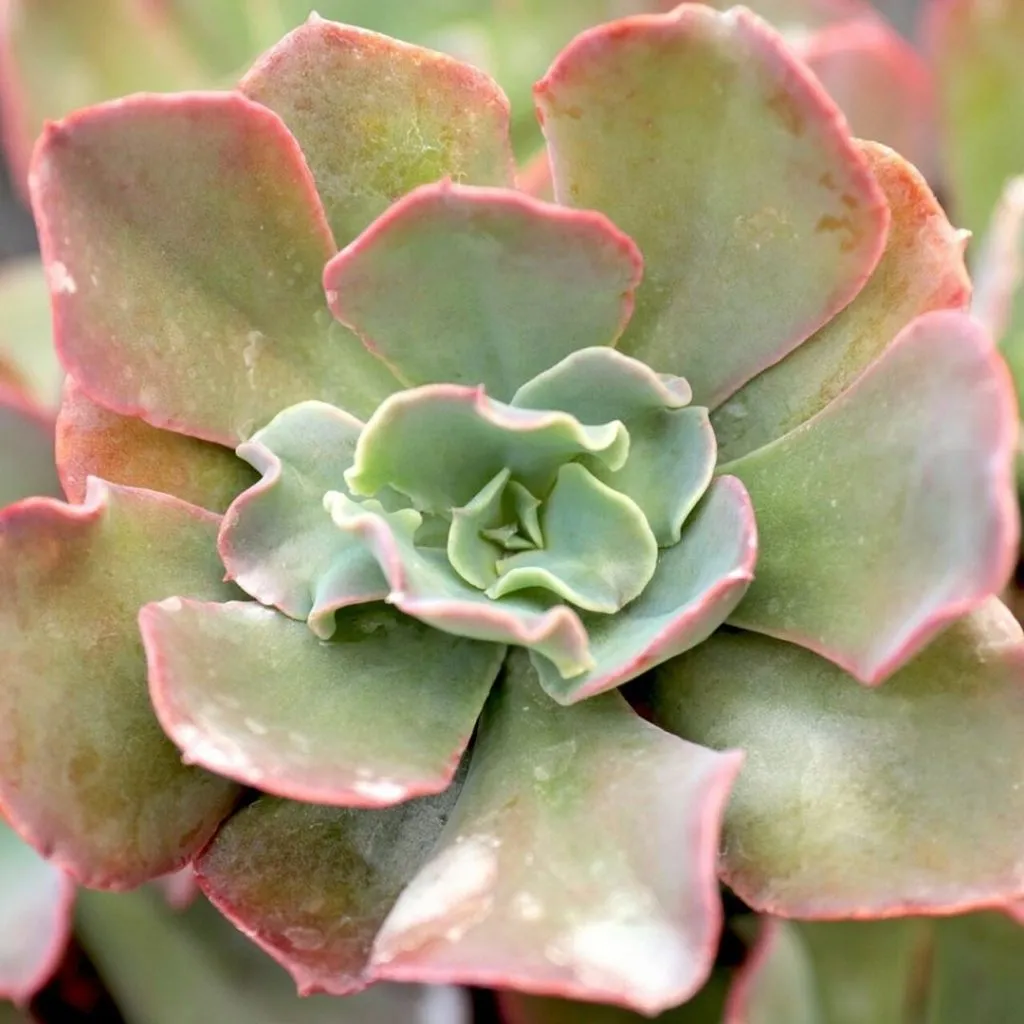 Echeveria gibbiflora