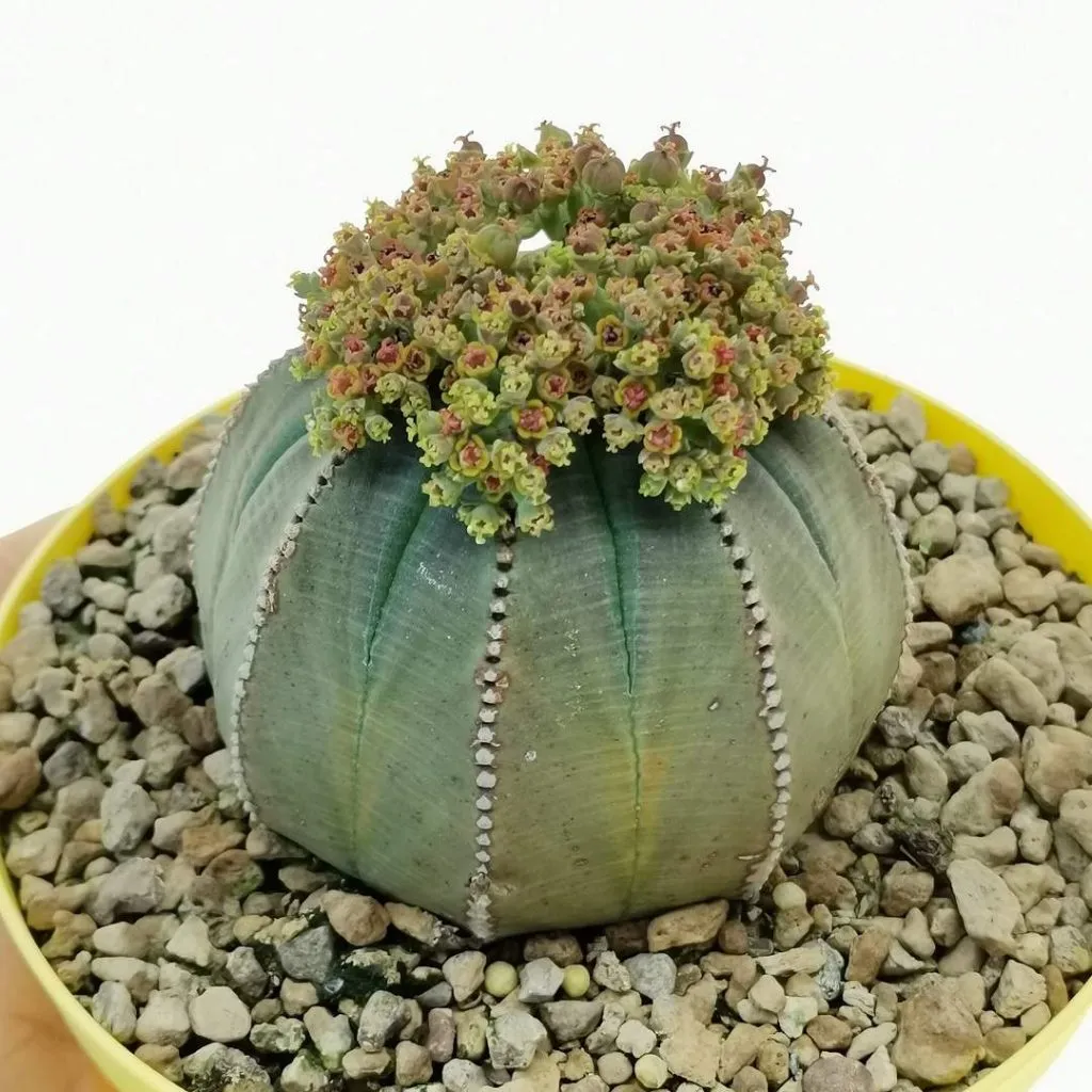 Baseball succulent - euphorbia-obesa