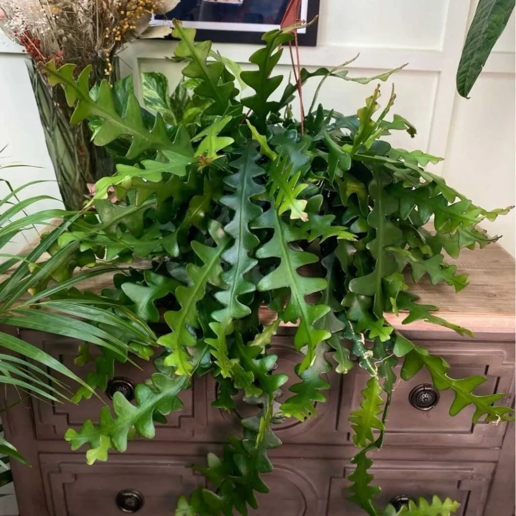 Cactus Zig zag