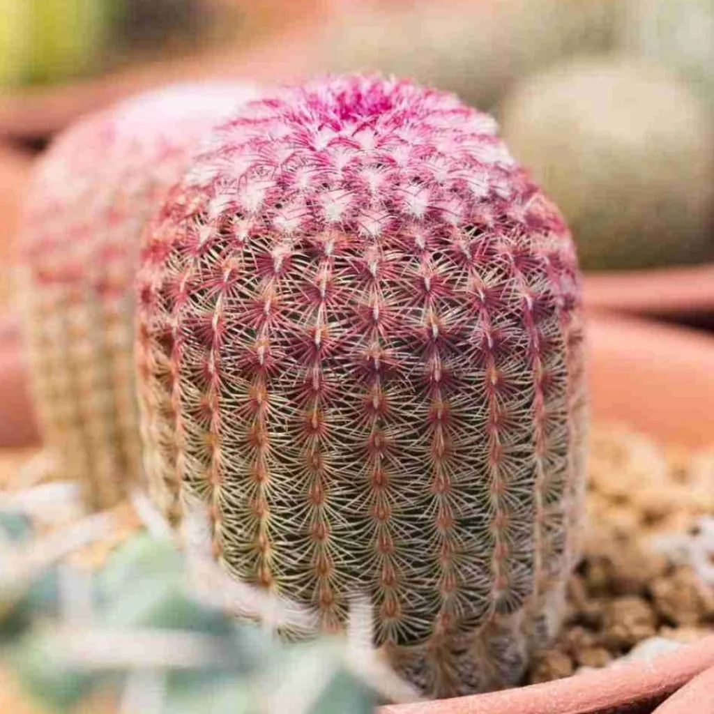 chinocereus rigidissimus rainbow Hedgehog cactus