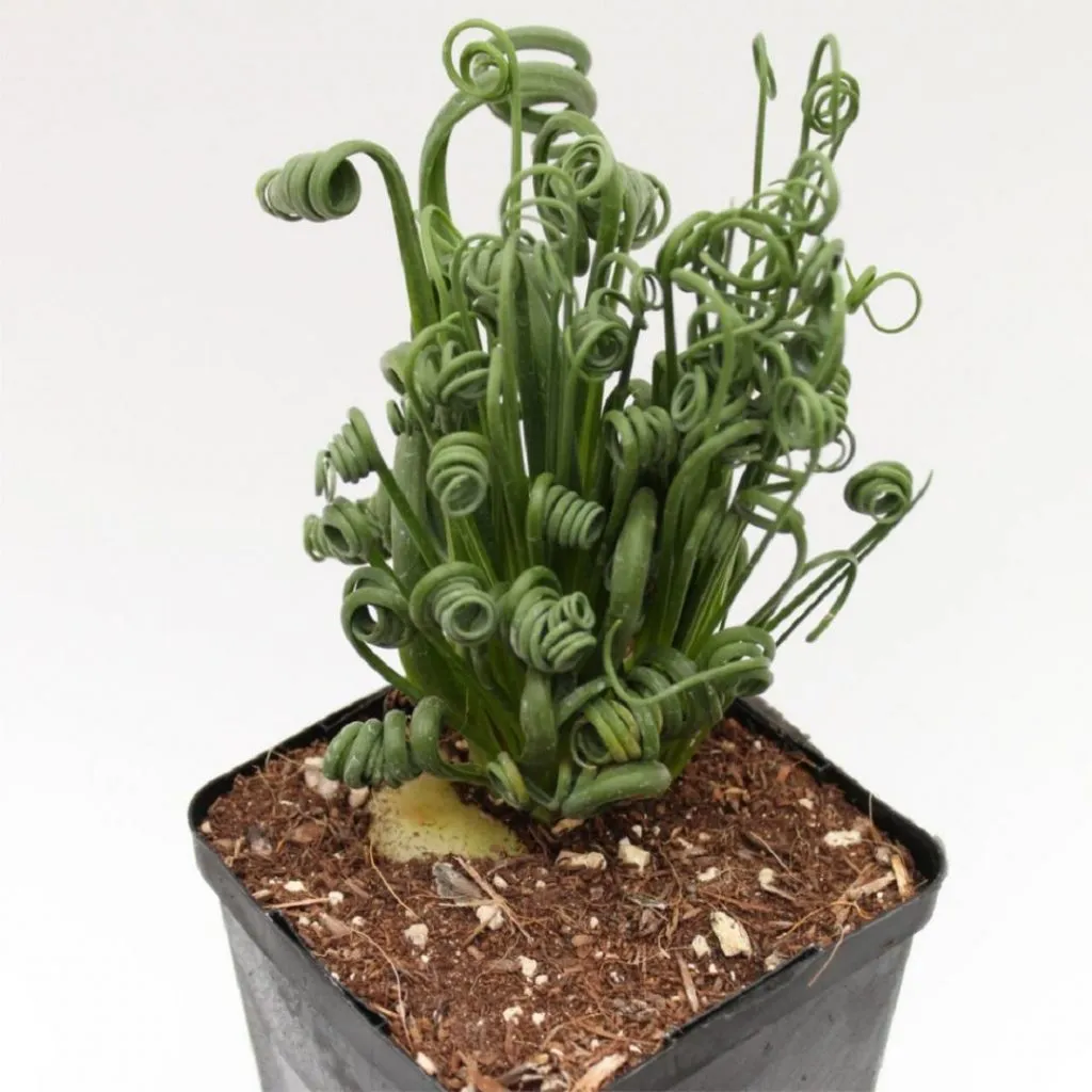 Frizzle Sizzle Albuca Spiralis