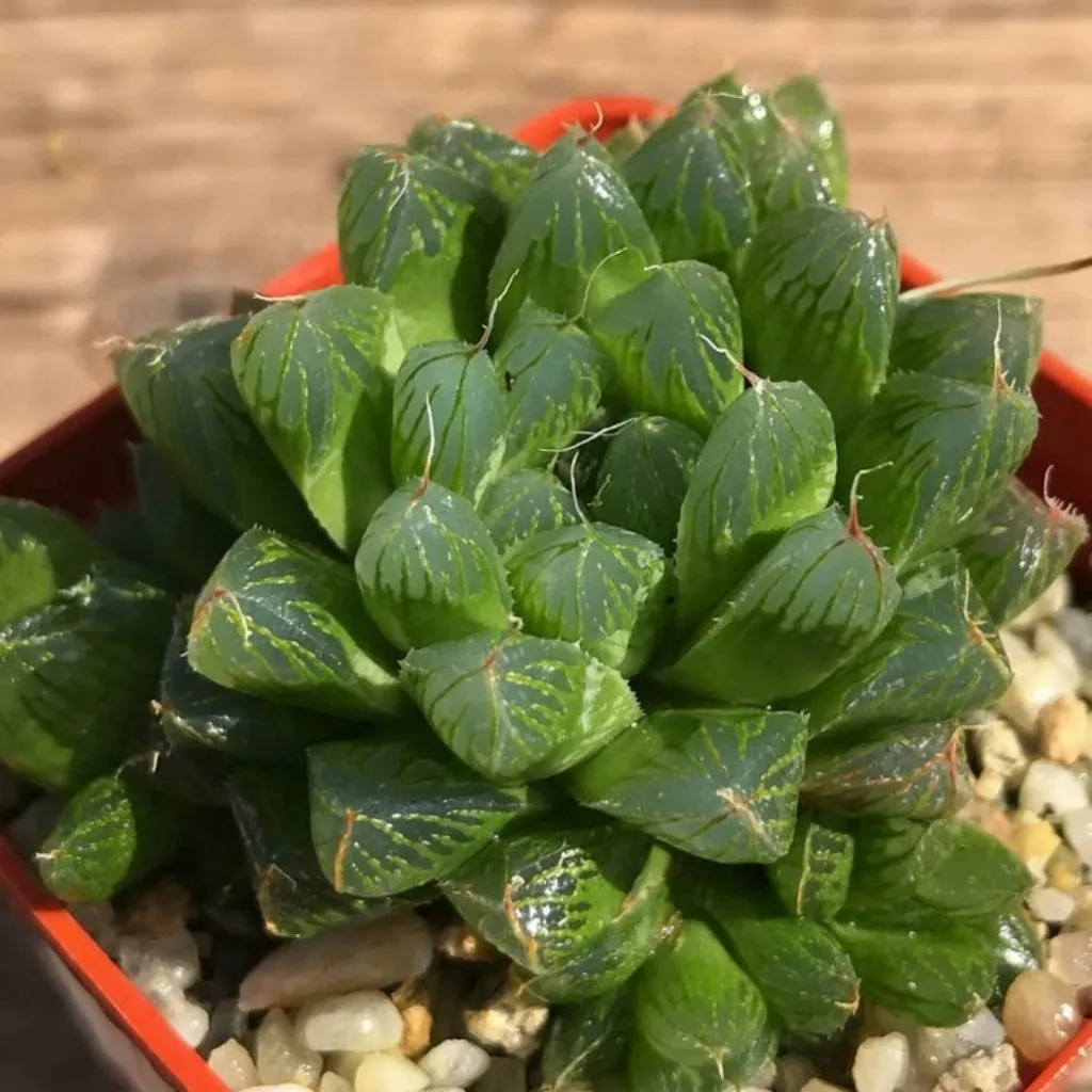 Haworthia Cooperia