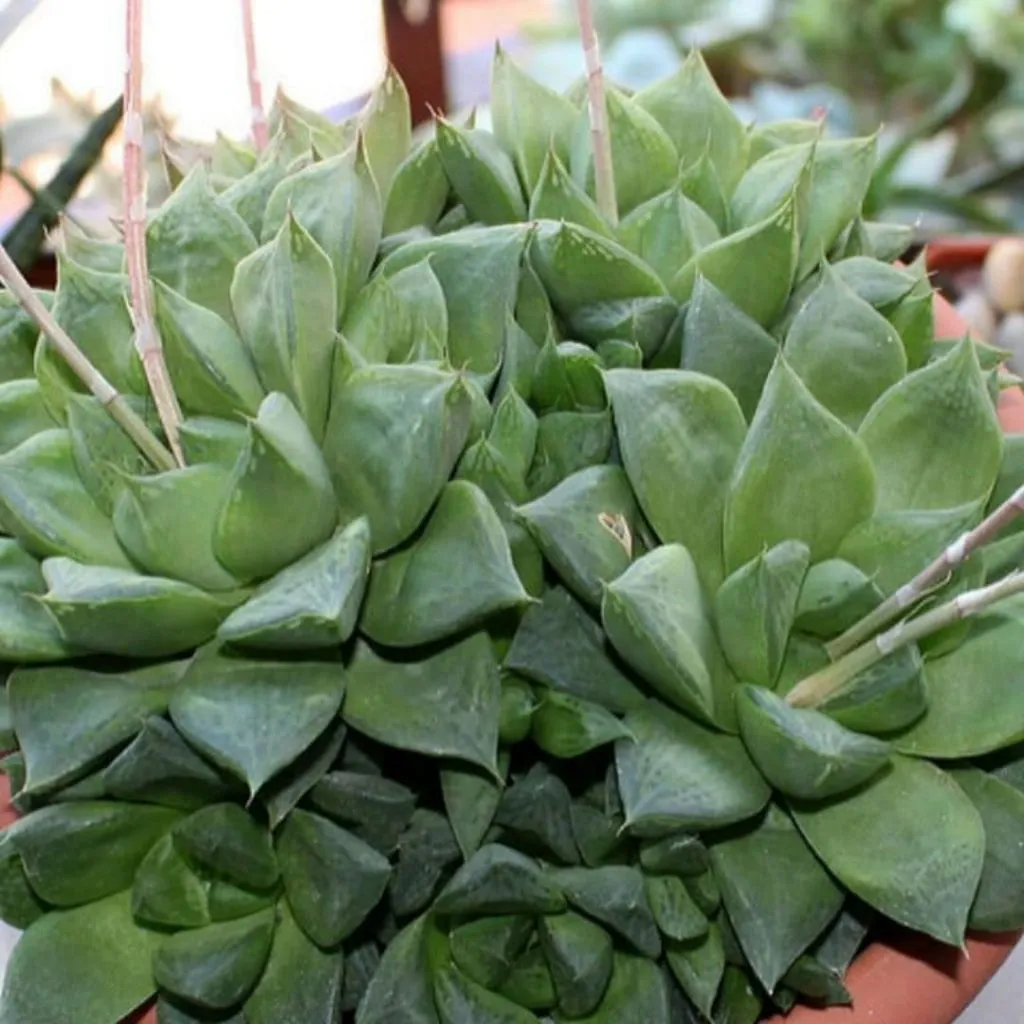 Haworthia cuspidata star windows succulent