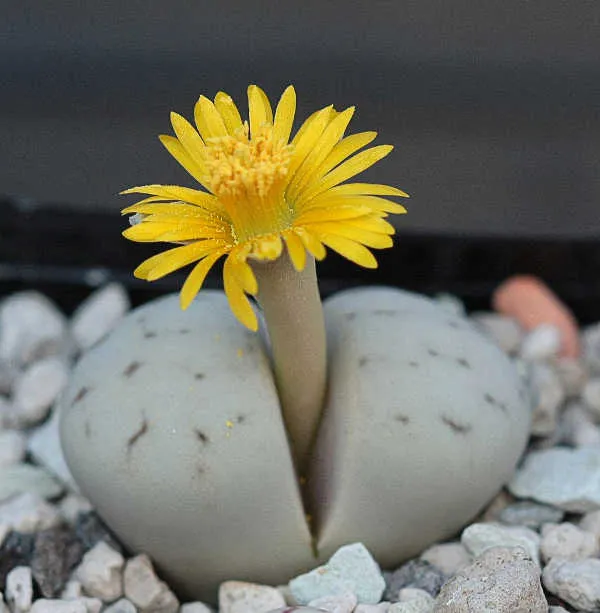 Lithops ruschiorum var ruschiorum