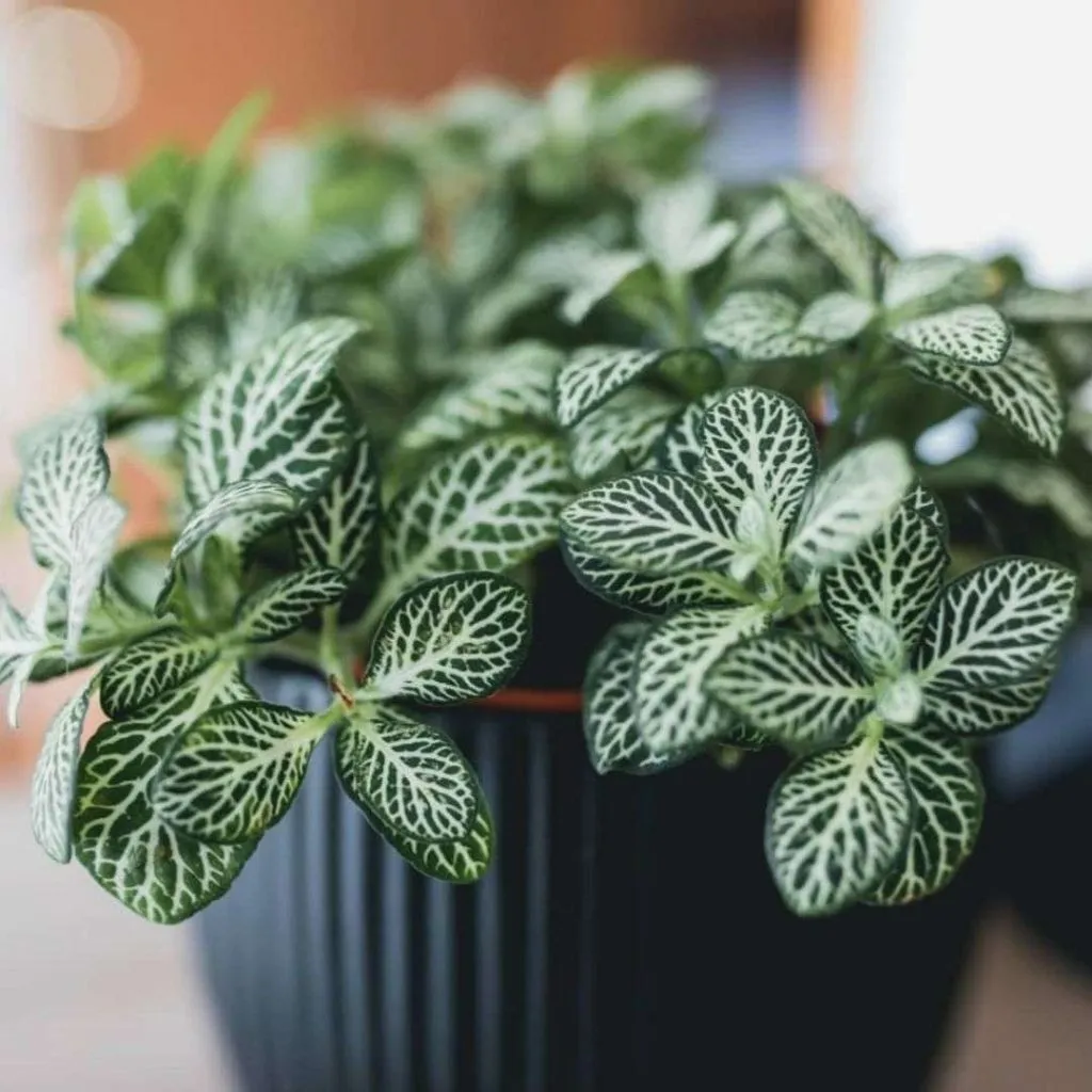 Nerve Plant