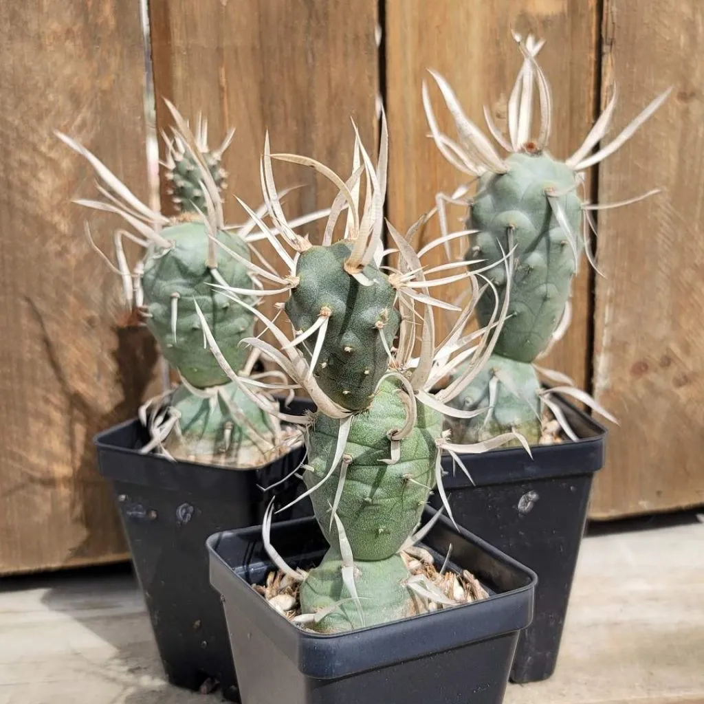 Paper Spine Cactus