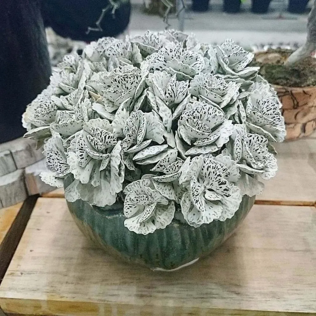 Kalanchoe rhombopilossa pie from heaven