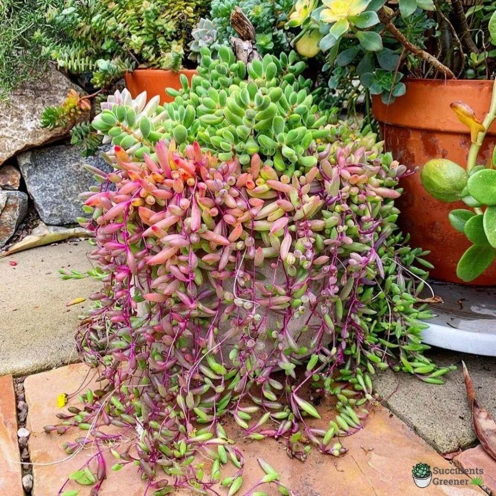 Rare Ruby Necklace Succulent