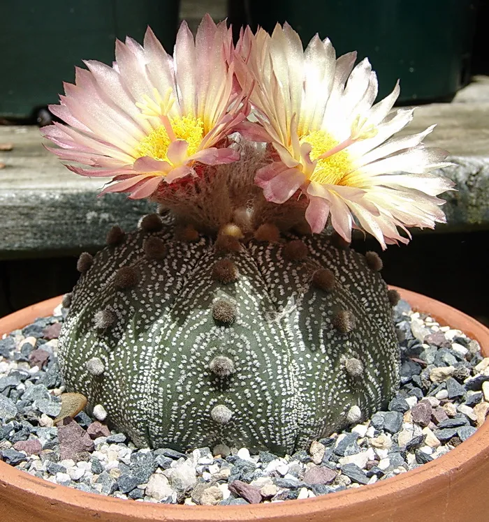 Sand dollor cactus - Astrophtum_Asterias