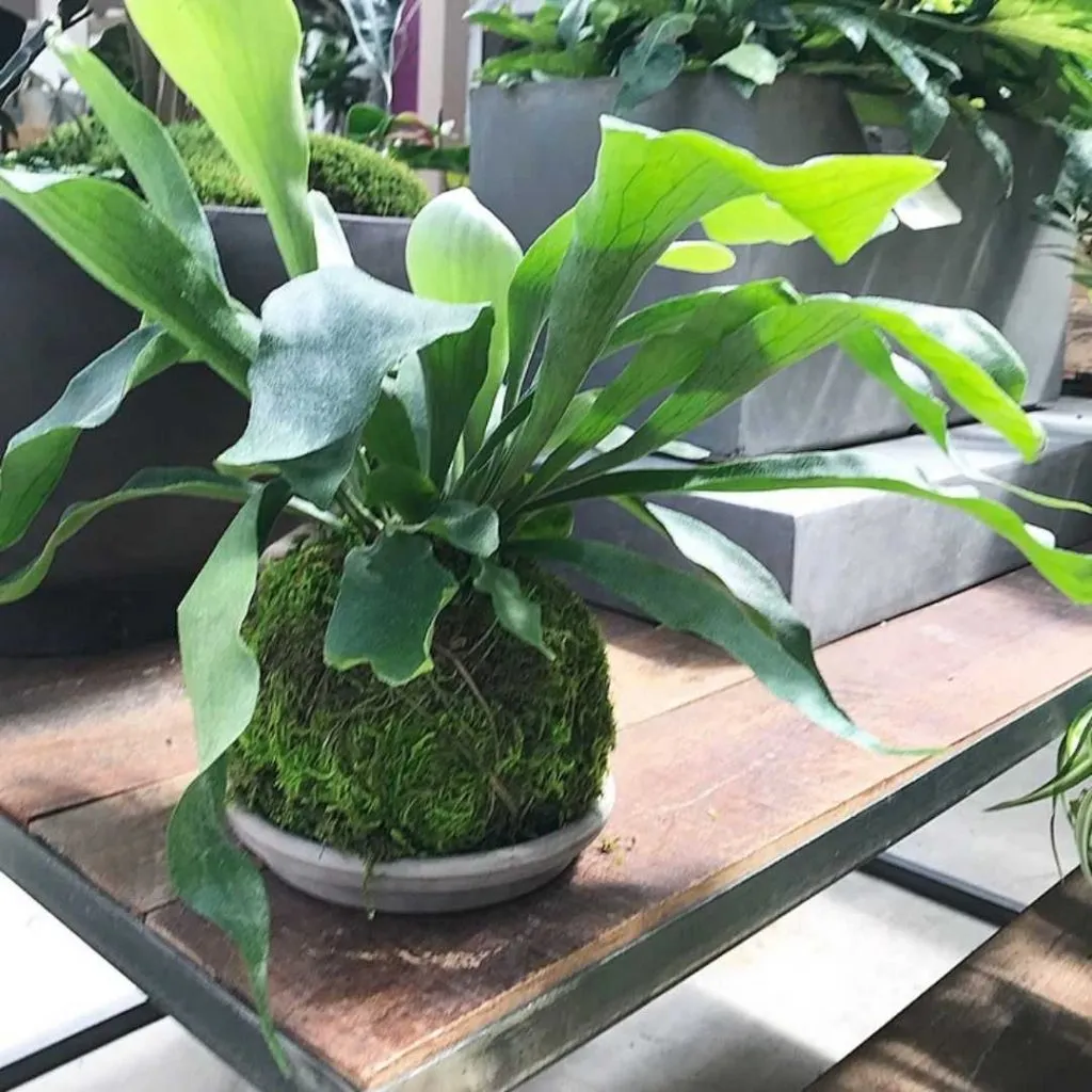 Staghorn Fern
