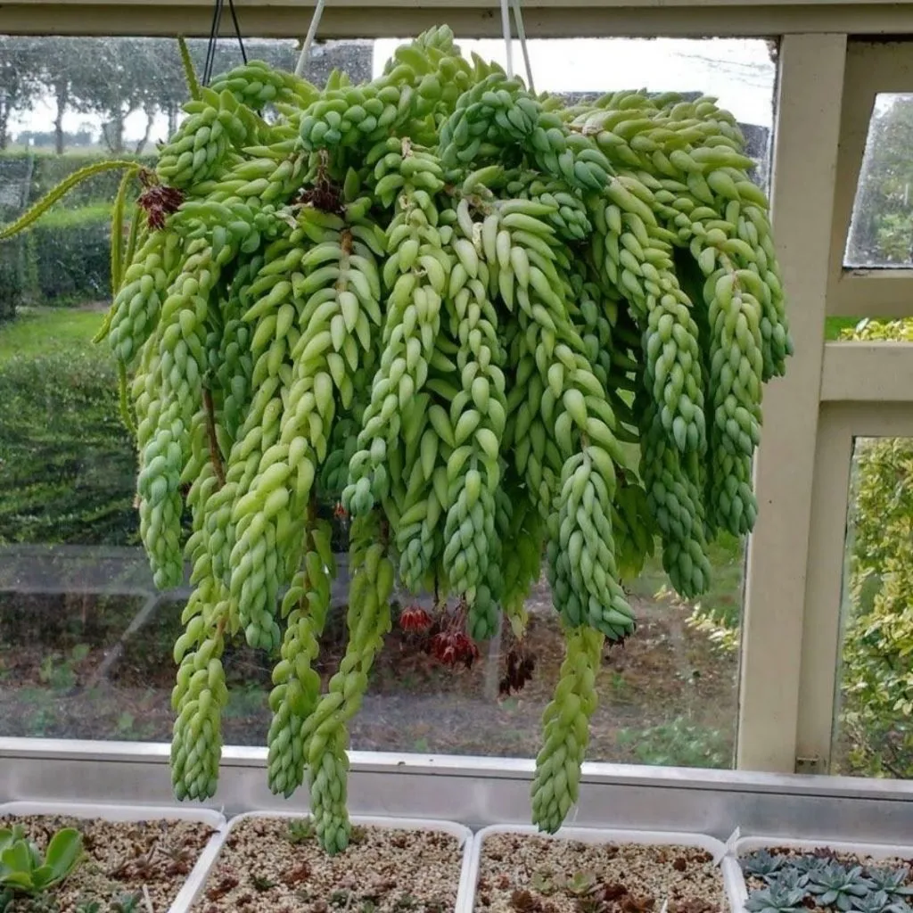 Succulent Donkey's Tail