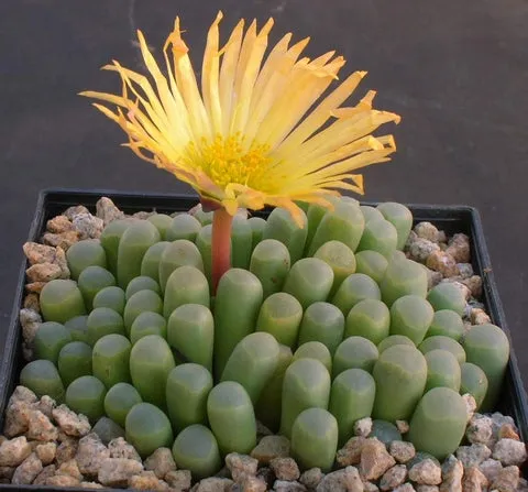 Baby toes succulent -Fenestraria rhopalophylla