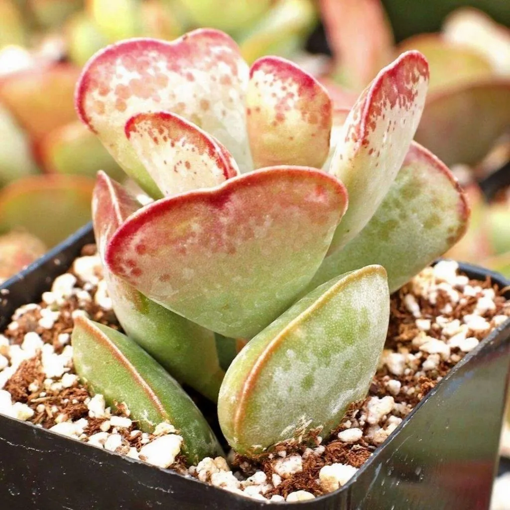 calico hearts