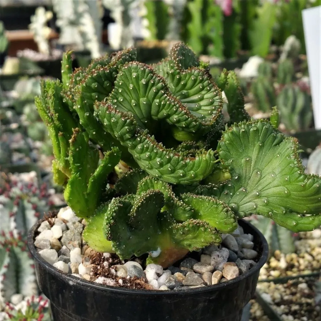 coral cactus