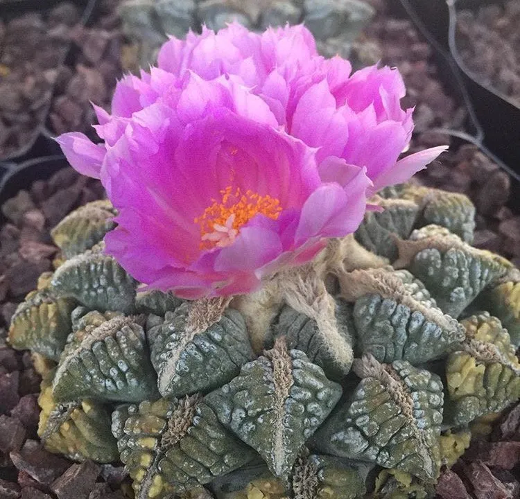 living-rock-succulent ariocarpus-fissuratus