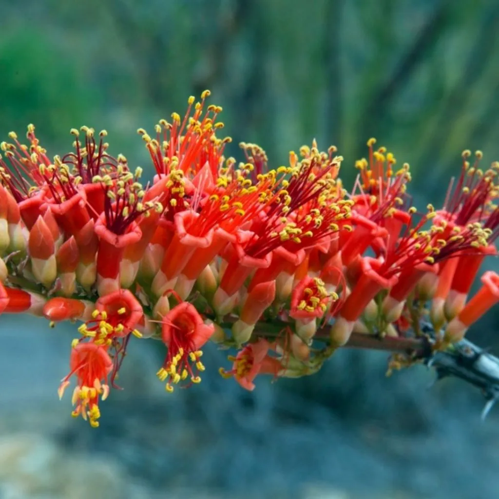 ocotillo white Fouquieria splendens
