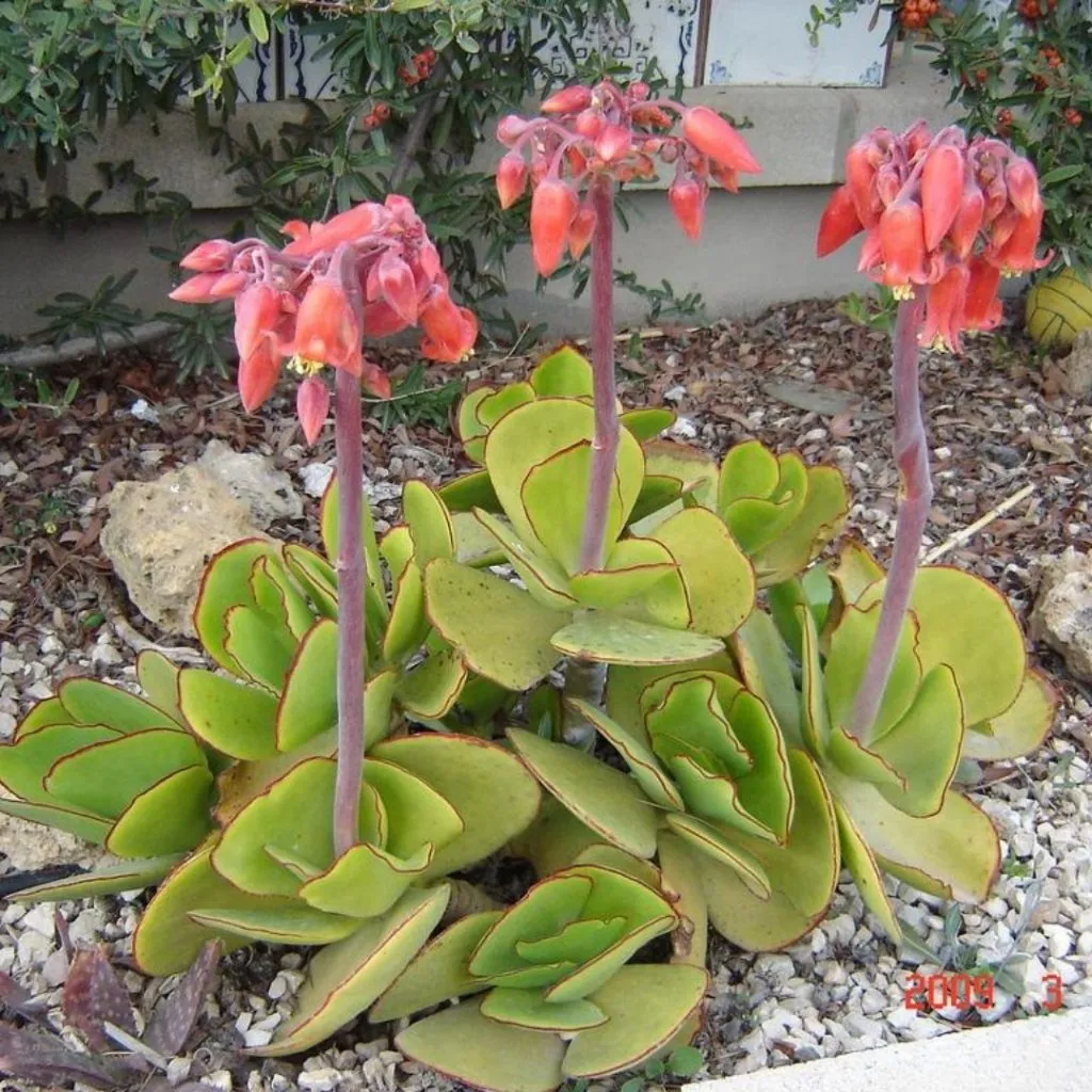 pig's ear plant
