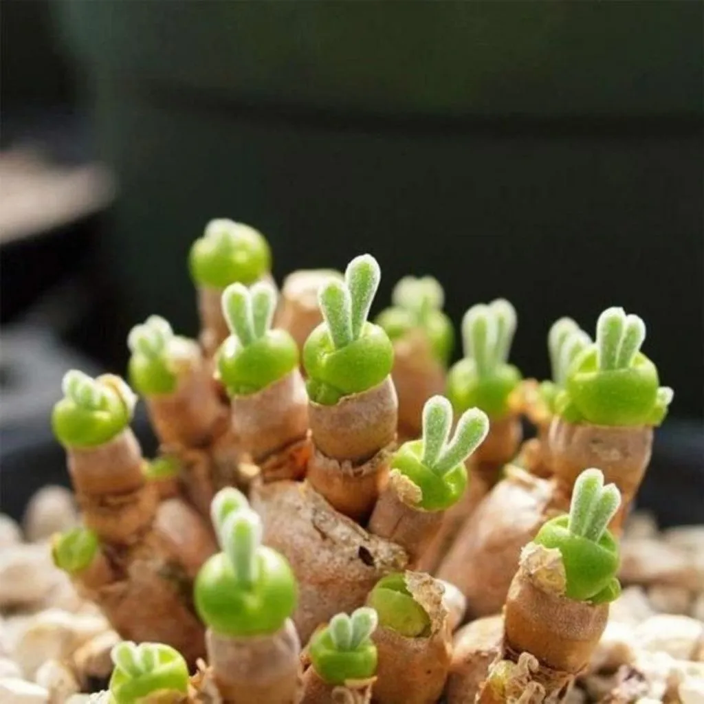 rabbit succulent