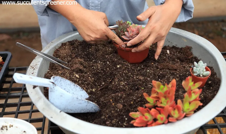 soil for succulents