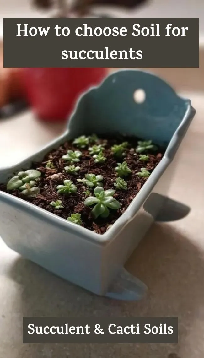 Soil for Succulents