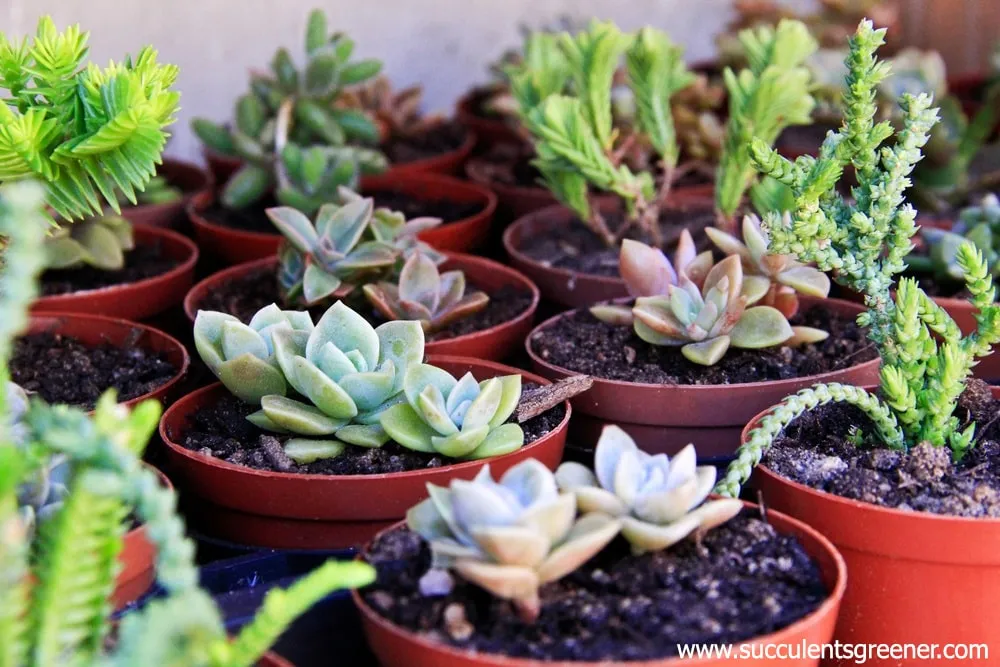 soil for succulents