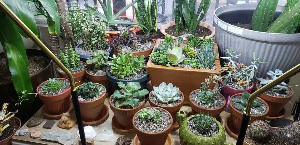 succulent soil types