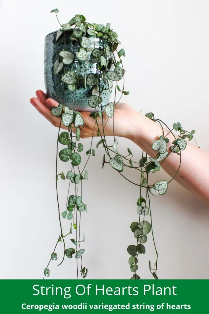 String of hearts