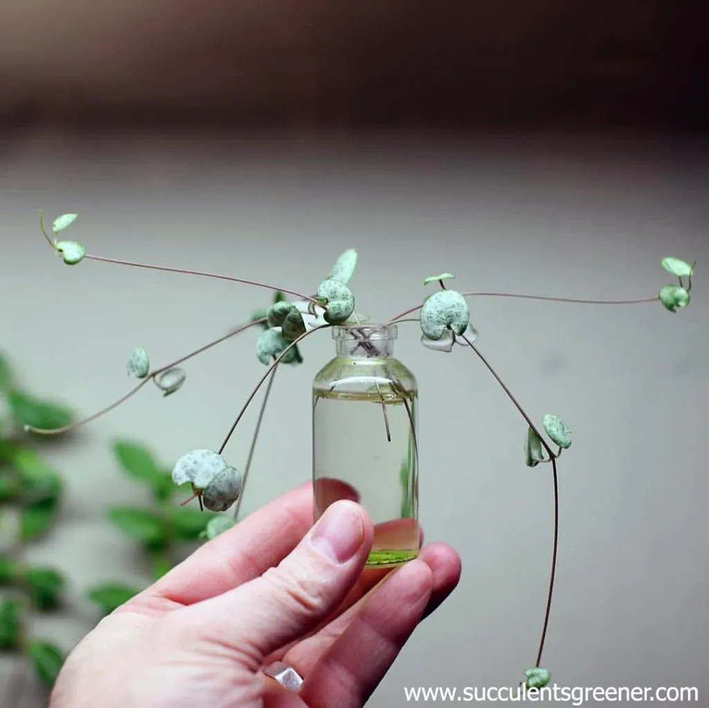 String of hearts