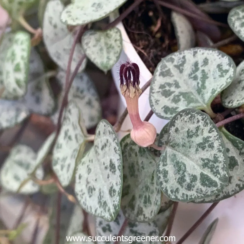String of hearts