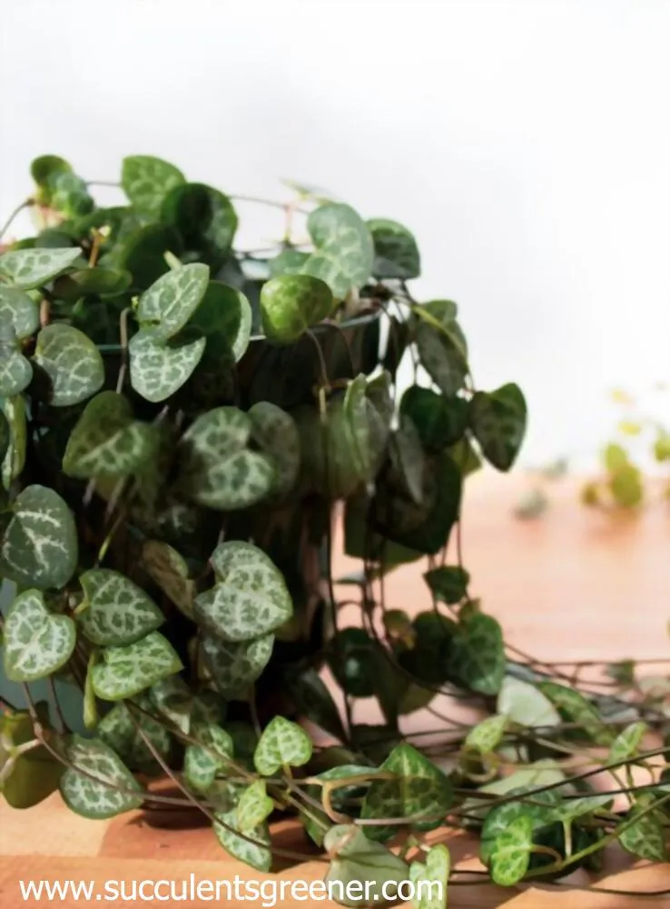 string of hearts