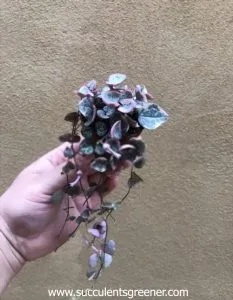 string of hearts variegated