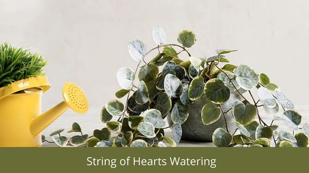 String of hearts