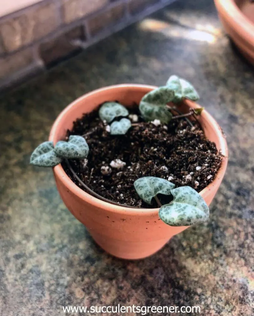 String of hearts