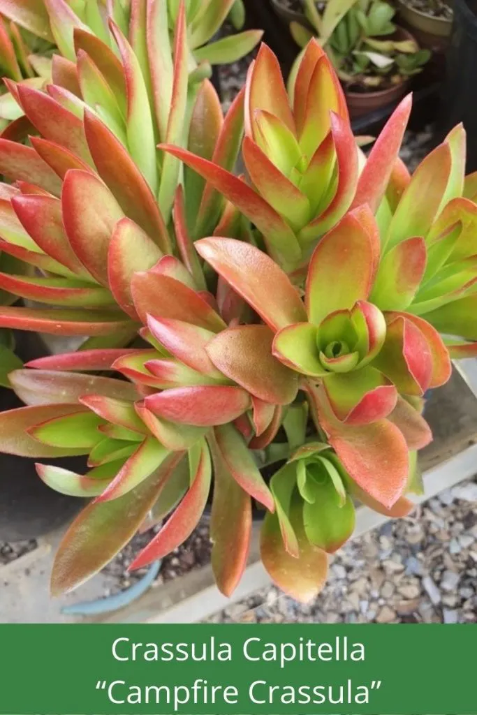 Crassula Capitella