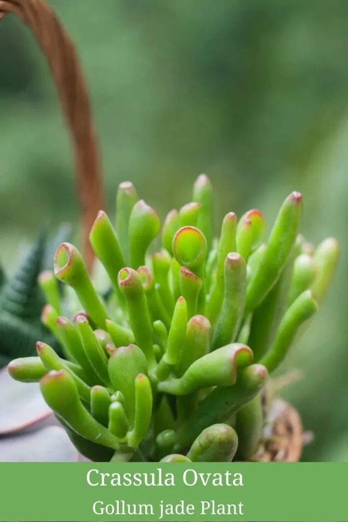 Gollum jade