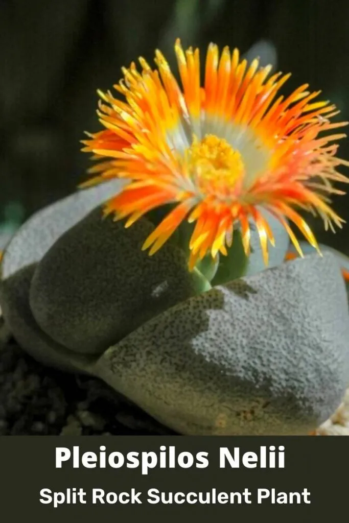 Pleiospilos Nelii