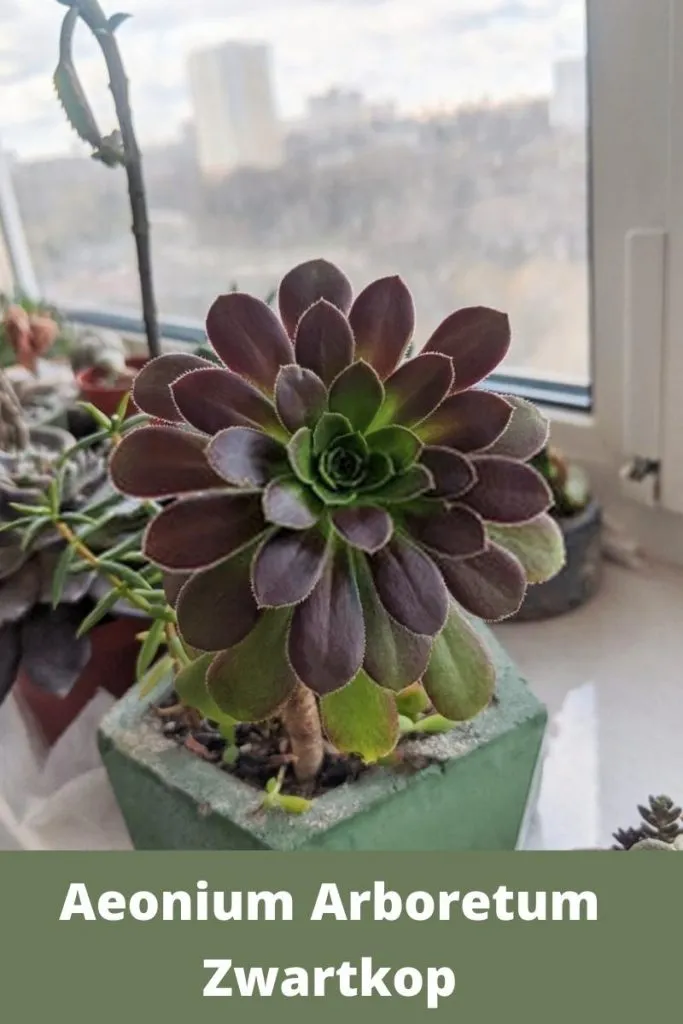 Aeonium Arboretum