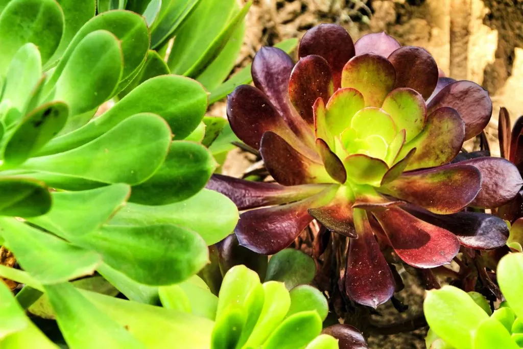 Aeonium Arboretum
