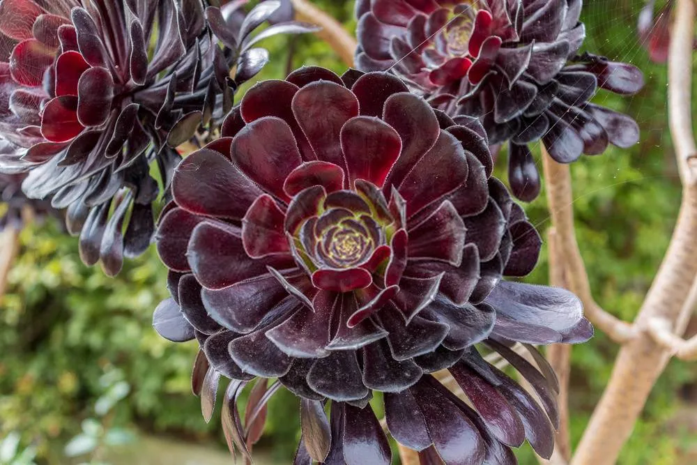 Aeonium arboreum