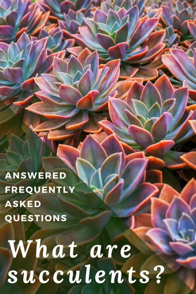 what are succulent 1