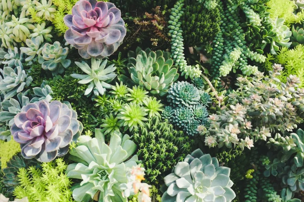 what are succulents