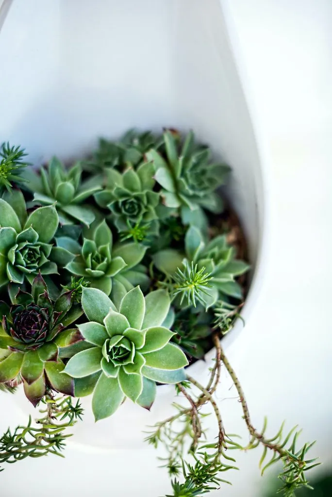 what succulent