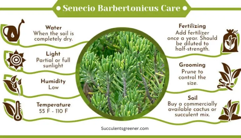 Senecio-Barbertonicus-Care