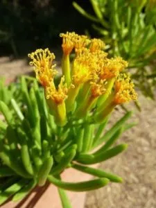 senecio succulent barbertonicus
