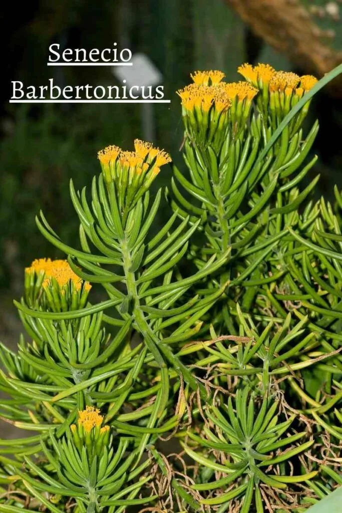 senecio barbertonicus