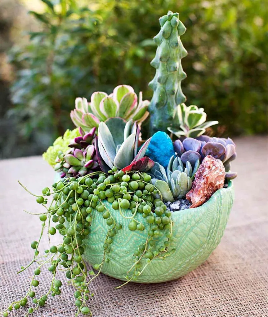 how to Succulent fertilise